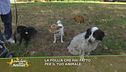 La follia che hai fatto per il tuo animale?