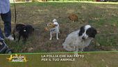 La follia che hai fatto per il tuo animale?