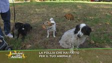 La follia che hai fatto per il tuo animale?