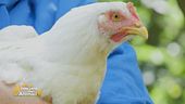 Mirta la gallina