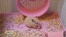 Un animale da scoprire: il criceto
