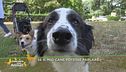 Se il mio cane potesse parlare