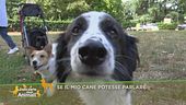 Se il mio cane potesse parlare