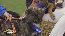 Tre bellissimi cagnolini
