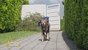 Luigi, il cane fattorino
