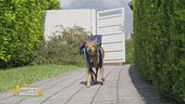 Luigi, il cane fattorino