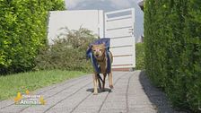 Luigi, il cane fattorino
