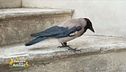 Una cornacchia per amica