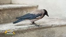 Una cornacchia per amica