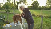 Gli amici a quattro zampe di Donatella Rettore
