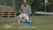 Volontari per amore