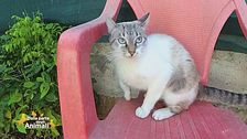 Azzurra