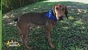 Dallas, un simpatico cagnolone