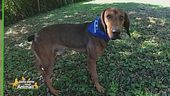 Dallas, un simpatico cagnolone
