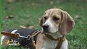 Cosa non sopporta il vostro cane?