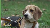 Cosa non sopporta il vostro cane?