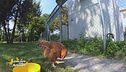 4 meravigliose galline