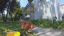 4 meravigliose galline