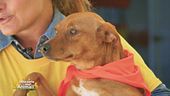 Pennetta, una cucciola di 9 mesi