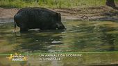 Un animale da scoprire: il cinghiale