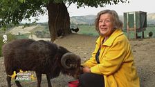 La fattoria degli animali piccoli... e strani
