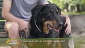 Come parlate al vostro animale?