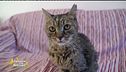 Geremia, 28 anni di pura felinità