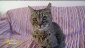 Geremia, 28 anni di pura felinità