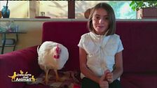 Polly, il pulcino fortunato