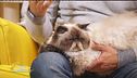 Come accogliere in casa un gatto anziano