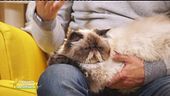 Come accogliere in casa un gatto anziano