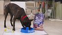 Frutta e verdura per cani e gatti, quanta e come darne?