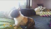 Michela e il coniglio Rabbit