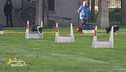 Il flyball