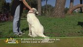 E' giusto ricevere la visita del vostro cane in ospedale?