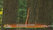 Un animale da scoprire: lo scoiattolo