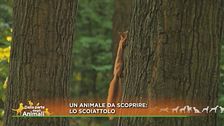 Un animale da scoprire: lo scoiattolo