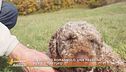 Il lagotto romagnolo, una passione per il...tartufo