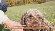 Il lagotto romagnolo, una passione per il...tartufo