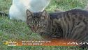 Il gatto Luigino