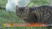 Il gatto Luigino