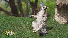 Un animale da scoprire: il lemure catta