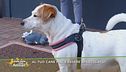 Al tuo cane piace essere spazzolato?