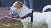 Al tuo cane piace essere spazzolato?