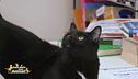 L'appetibilità nel gatto: come studiarla e migliorarla