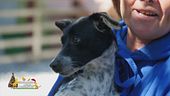 La cagnolina Dana