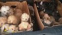 Uno stop al traffico illecito di cuccioli