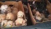 Uno stop al traffico illecito di cuccioli