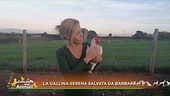 La gallina serena salvata da Barbara