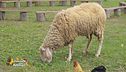 L'oasi dove gli animali vivono felici